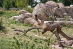 Löwin im Zoo