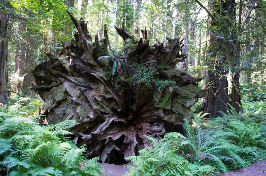 Wurzel einer Redwood