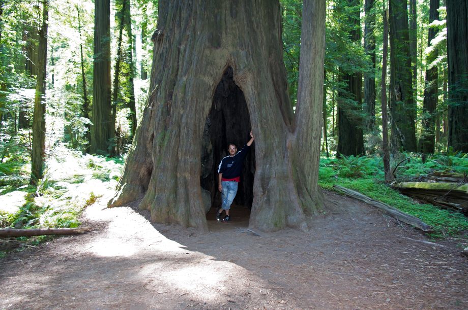 Modell stehen in einer Redwood