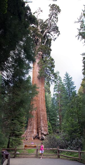 General Grant Sequoia NP