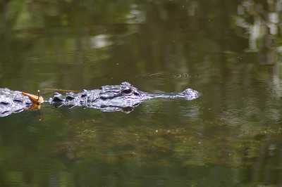 erster Alligator