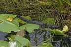 Alligator am Anhinga Trail
