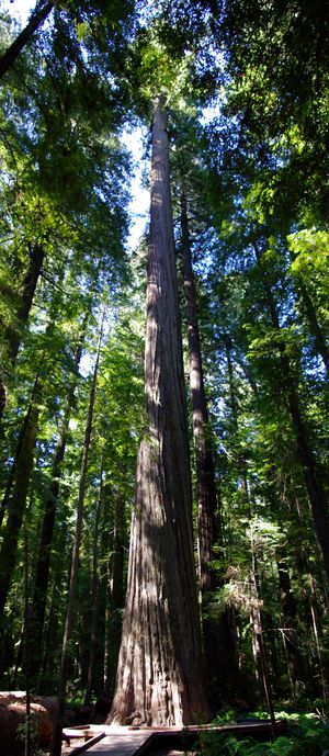 Redwood Mammutbaum